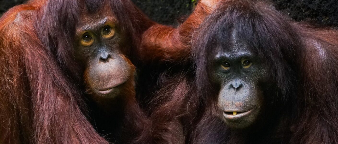 two adult orangutans resting together