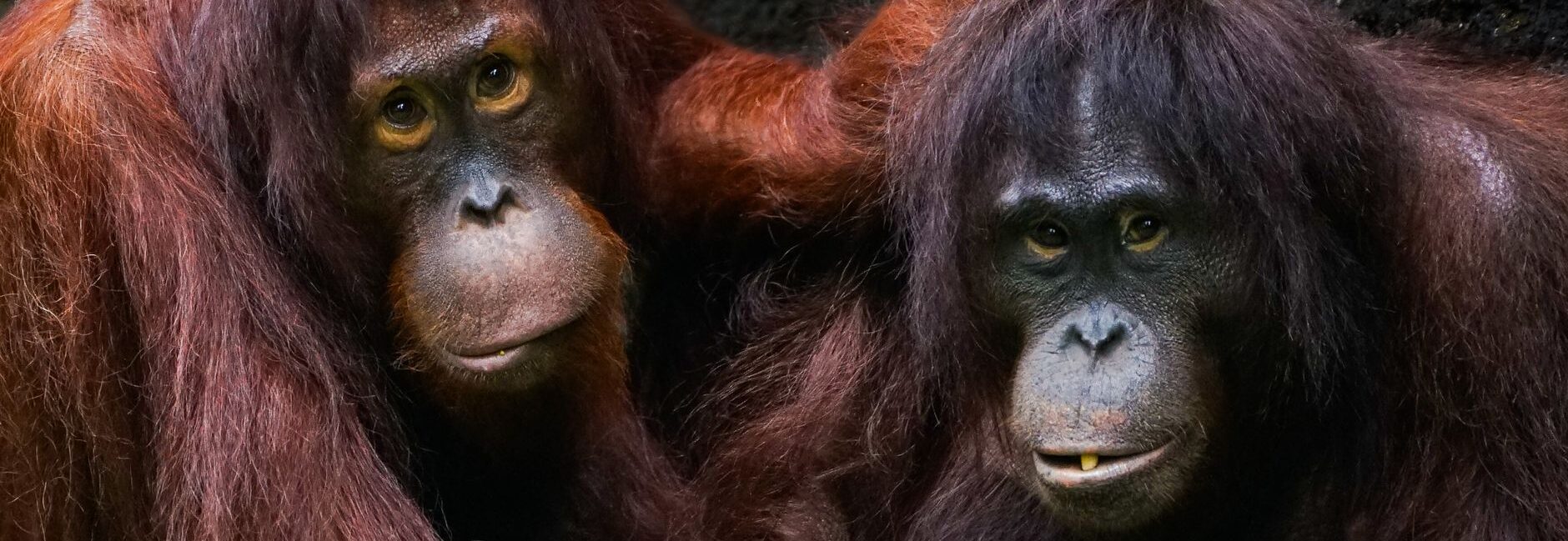 two adult orangutans resting together