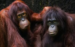 two adult orangutans resting together