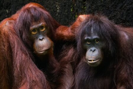 two adult orangutans resting together